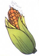 玉米简笔画