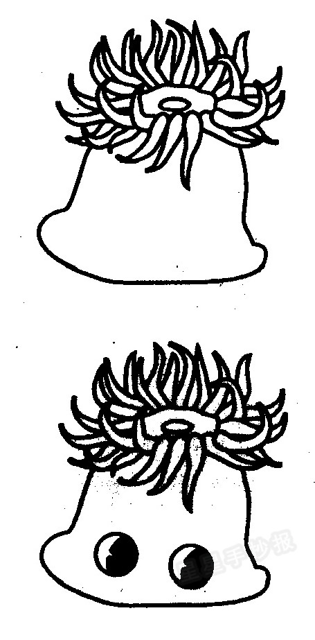 海葵简笔画