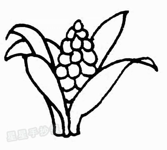 万年青简笔画