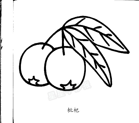 枇杷简笔画
