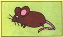 老鼠简笔画图片画法
