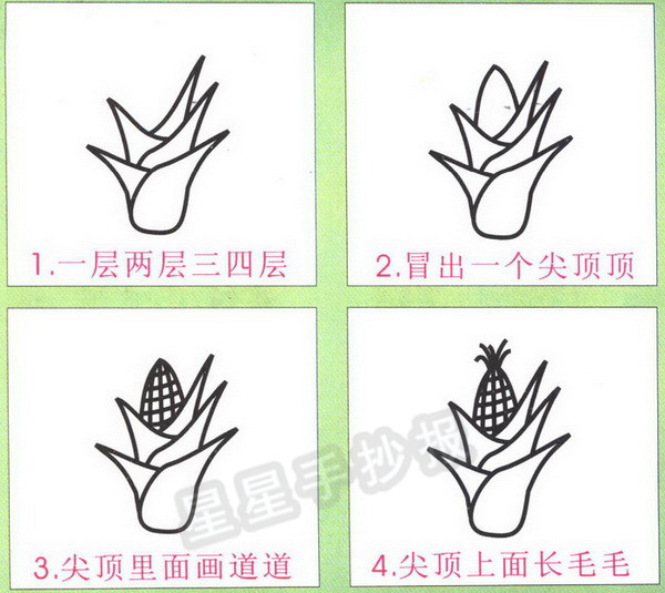 玉米简笔画图片画法