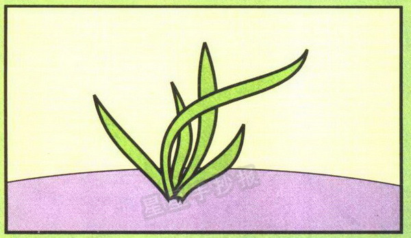 兰草简笔画