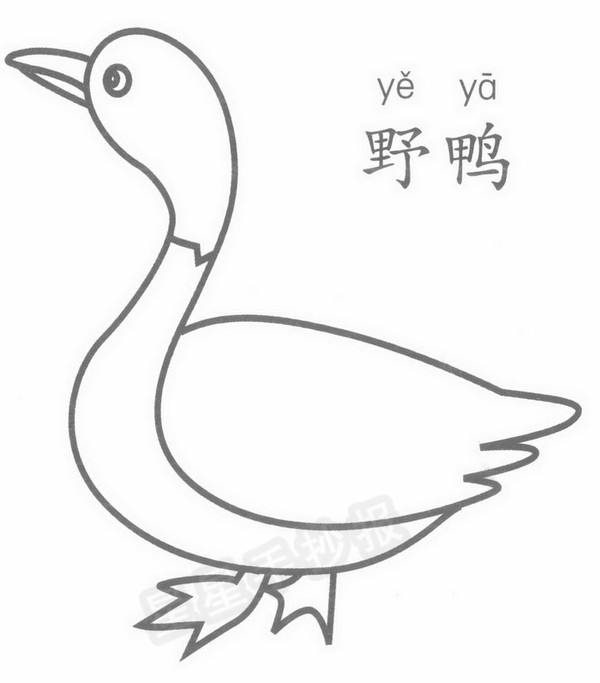 野鸭简笔画