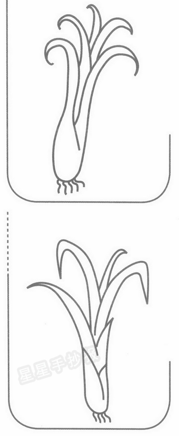 葱简笔画简单画法