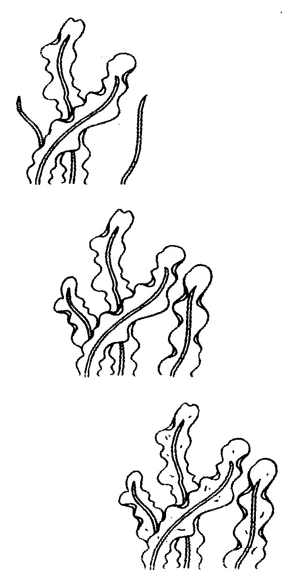 海带简笔画怎么画