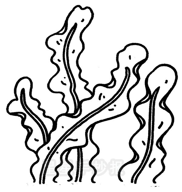 海带简笔画怎么画