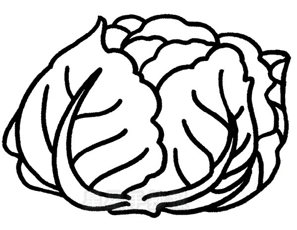 卷心菜简笔画怎么画