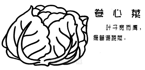 卷心菜简笔画怎么画