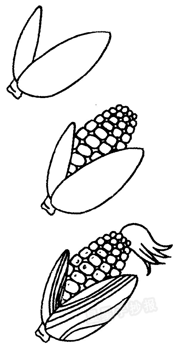 玉米简笔画图片步骤教程