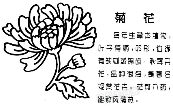 菊花简笔画图片步骤教程