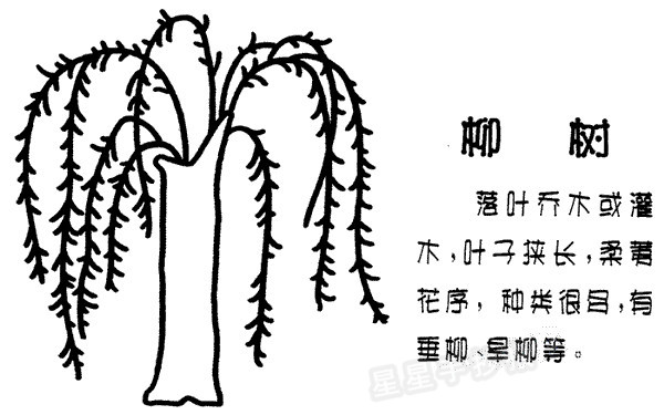 柳树简笔画图片画法
