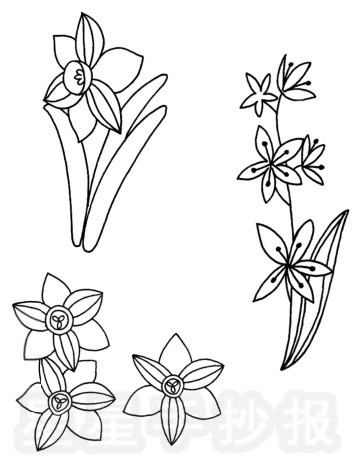 水仙花简笔画图片步骤教程