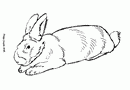 趴在地上的兔子简笔画