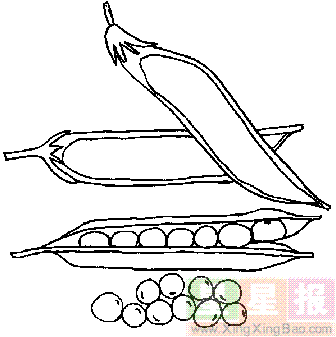 豌豆简笔画