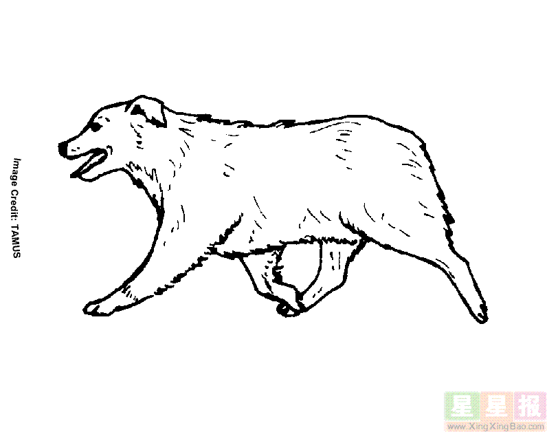 猎狗简笔画