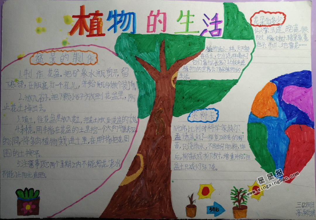 植物的生活手抄报内容